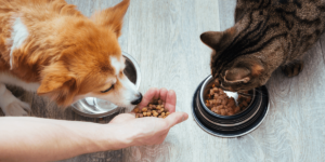 A dog and a cat eating pet food